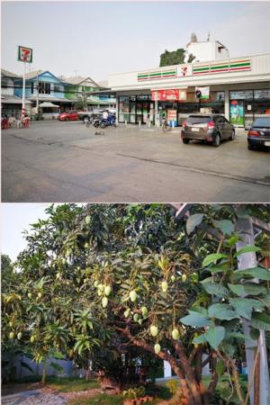 ดอนเมือง! ให้เช่า บ้านเดี่ยวใหญ่มาก 200 ตรว. 2ชั้น 5นอน 2น้ำ 2คัน 300 ตรม. ภาพที่ 7